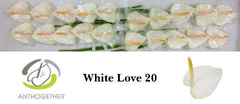 <h4>ANTH A WHITE LOVE 20.</h4>