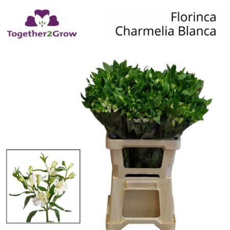 <h4>Alst Fl Charme Blanca 60cm</h4>