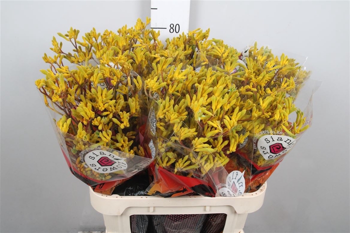 <h4>Anigoz Imani Yellow</h4>