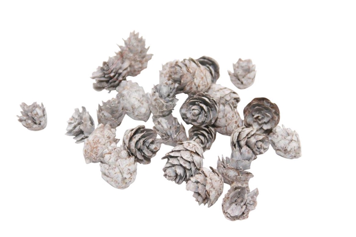 <h4>Pinecone Baby Spruce 150gr L-2</h4>