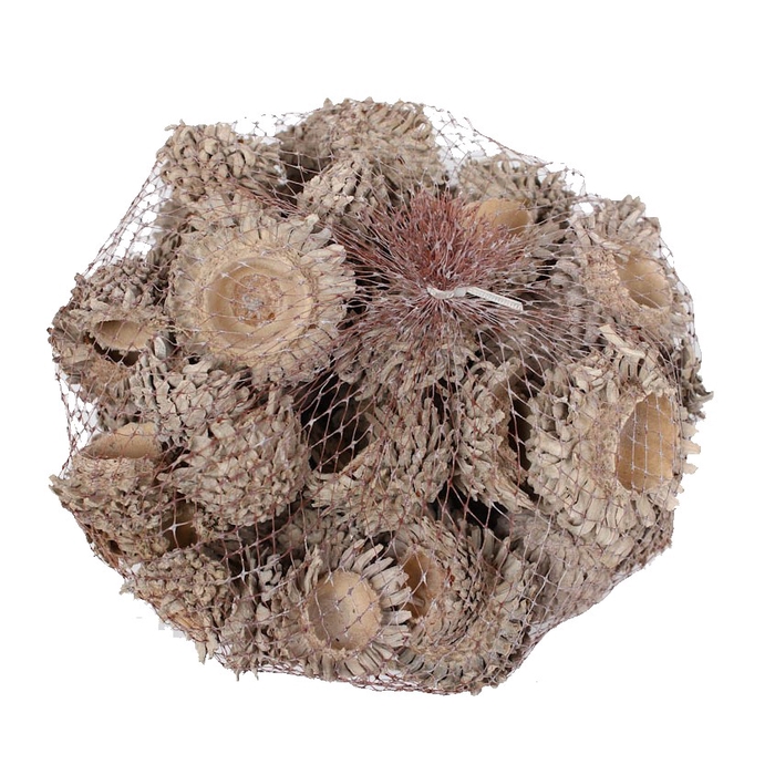 <h4>Acorn Cones 500gram in net frosted white</h4>