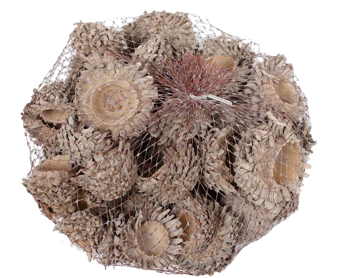 <h4>Acorn Cones 500gram in net frosted white</h4>