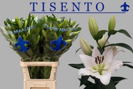 <h4>Lilium Oriental Tisento</h4>