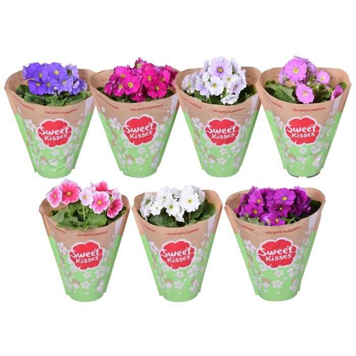 Pr. Sweet Kisses MixKAR in Papieren Hoes