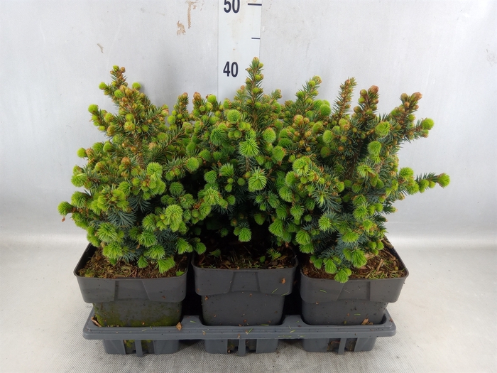 <h4>Picea ...</h4>