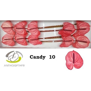 Anth A Candy 10
