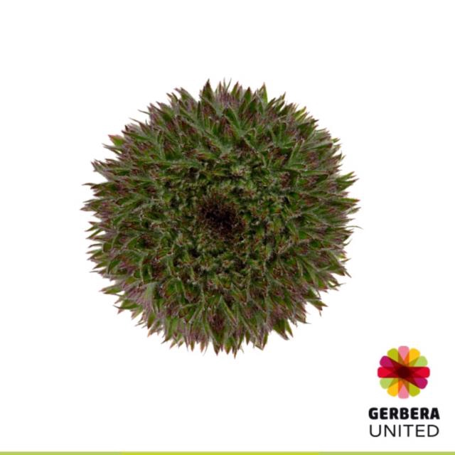<h4>Germini marimo green</h4>