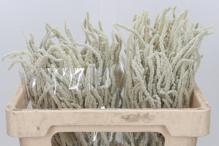 <h4>Amaranthus Yearning Desert</h4>