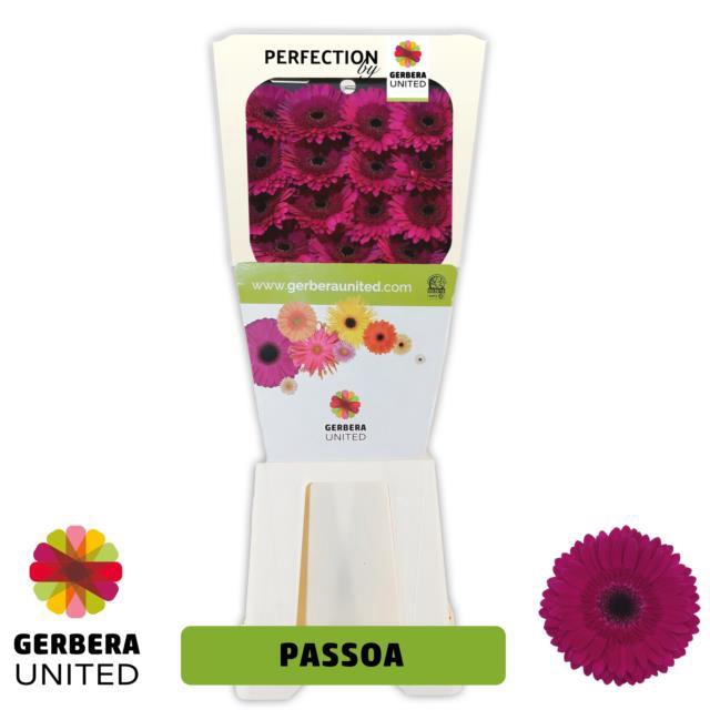 <h4>Gerbera diamond passoa</h4>