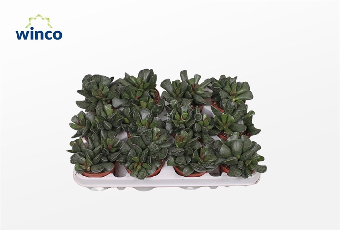 <h4>Adromischus Cooperii</h4>