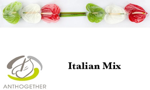 <h4>Anthurium mix Italia</h4>