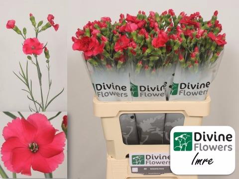 <h4>Dianthus sp solomio imre</h4>