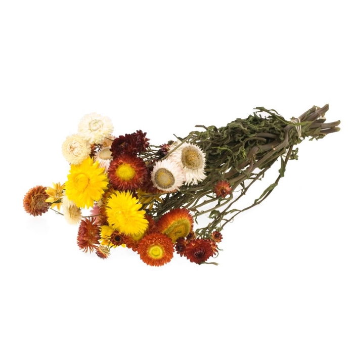 <h4>Helichrysum mixed</h4>
