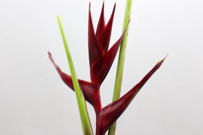 <h4>Heliconia</h4>