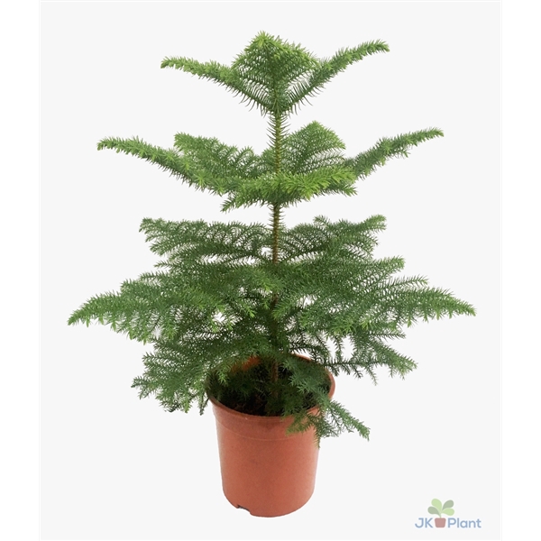 <h4>Araucaria</h4>