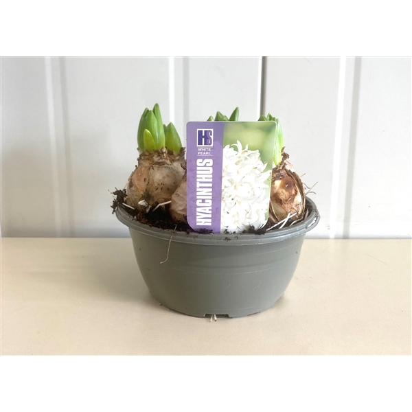 <h4>Hyacint White Pearl</h4>