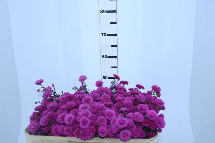 <h4>ASTER MARIANA 050 CM PINK</h4>