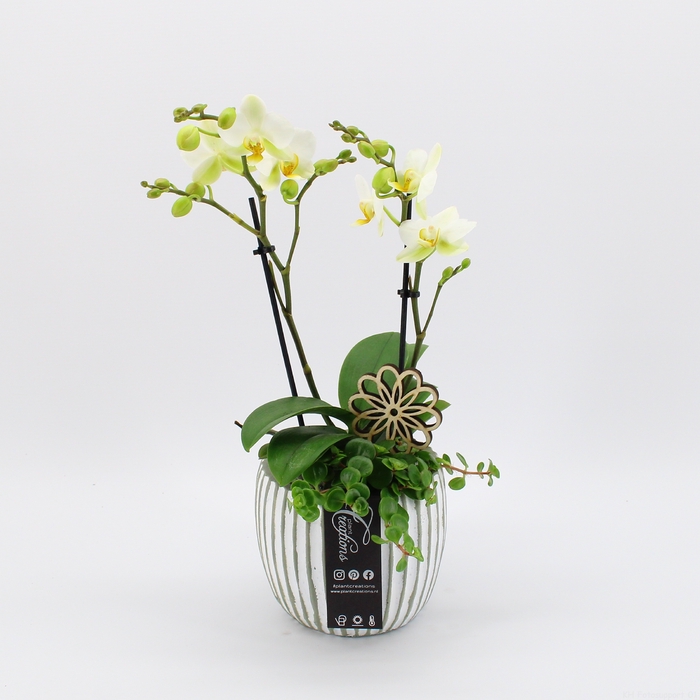 <h4>PHAL-23013 Phalaenopsis creatie</h4>