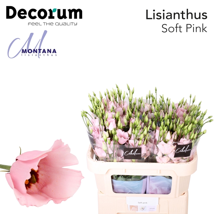 <h4>Lisianthus Soft pink 70cm</h4>