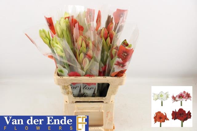 <h4>Hippeastrum mix rainbow</h4>