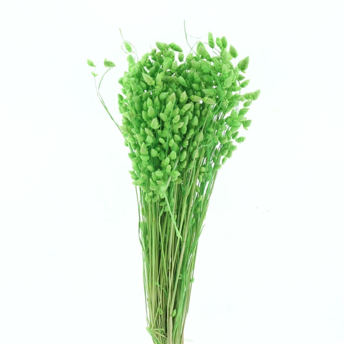 <h4>Dried Briza Salino Apple Green Bleached Bs</h4>