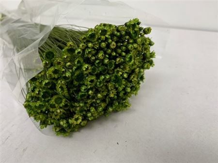 <h4>Dried Glixia Apple Green</h4>