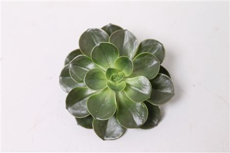 <h4>Echeveria melaco cutflower</h4>