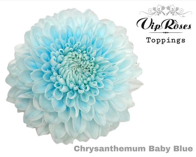 <h4>Chrys bl paint baby blue</h4>