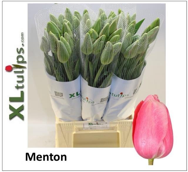 <h4>Tulipa fre menton</h4>