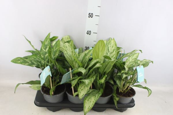 <h4>Aglaonema   ...mix</h4>