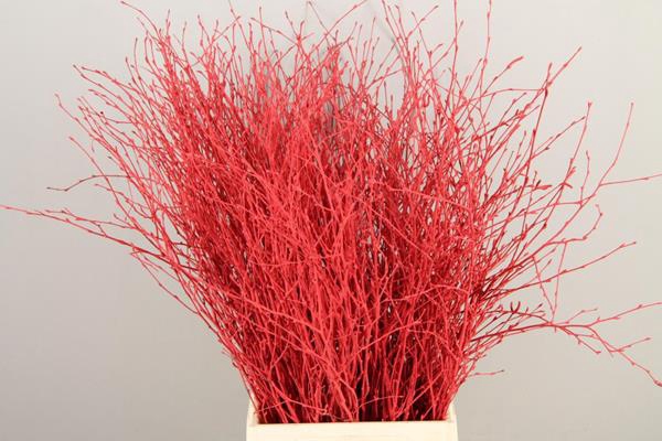 <h4>Betula Bs Paint Red Fst</h4>