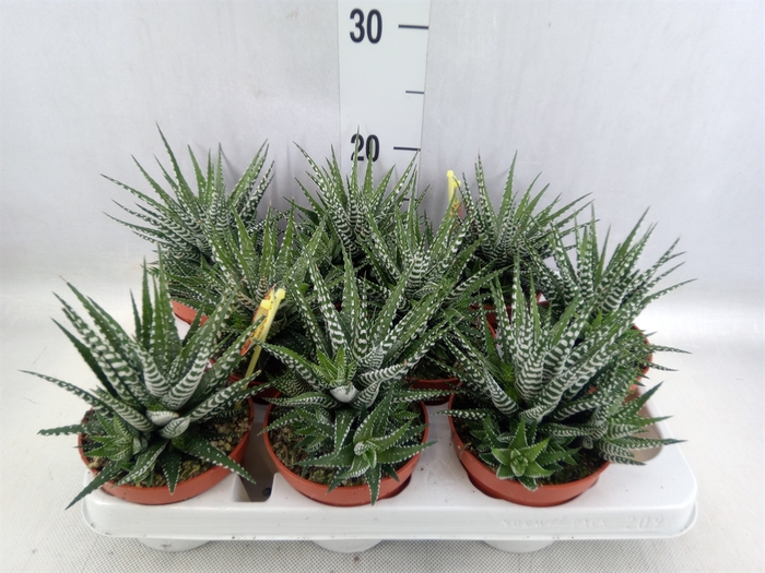 <h4>Haworthia fasciala 'Big Band'</h4>