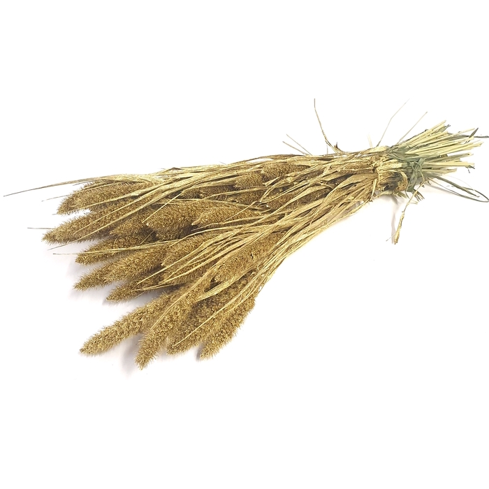 <h4>DRIED FLOWERS - SETARIA gold</h4>