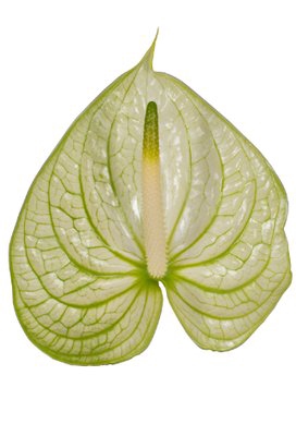 <h4>Anthurium extase</h4>