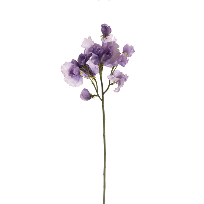 <h4>Af Lathyrus L46cm Lavendel</h4>