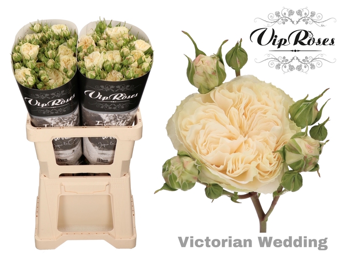 Vip Roses Webshop