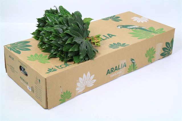 <h4>Leaf aralia per bunch (fatsia japonica)</h4>