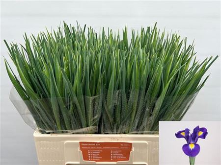<h4>Iris Blue Magic</h4>