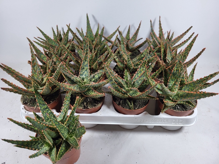 <h4>ALOE OV</h4>