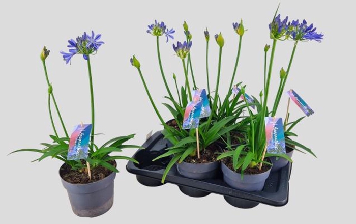 <h4>Agapanthus Charlotte</h4>
