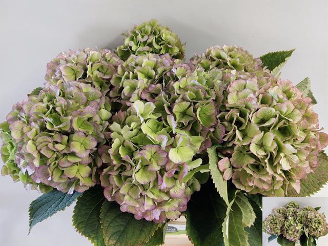<h4>Hydrangea verena blue classic</h4>