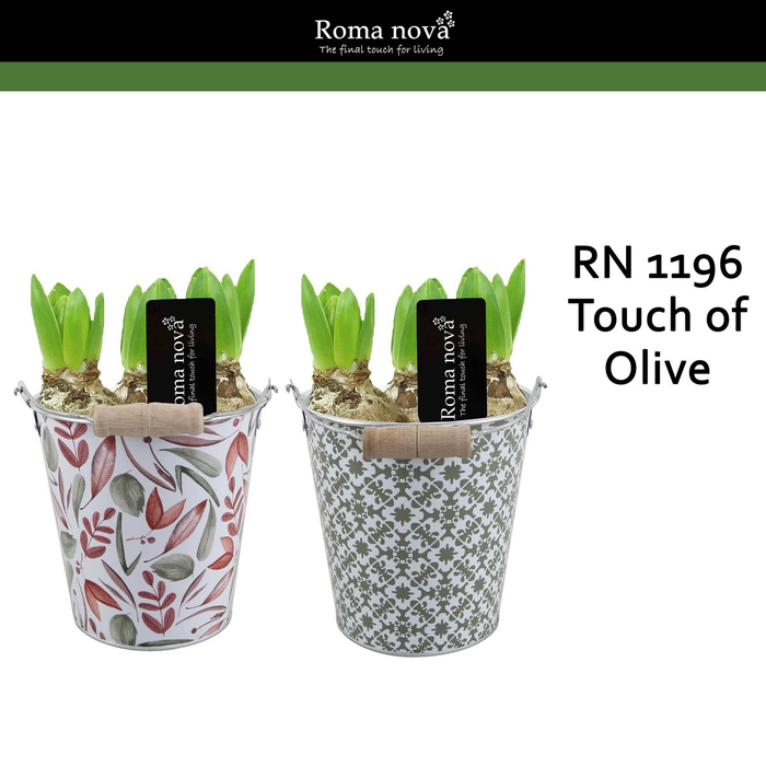 <h4>arr4 Hyacint RN1196 - Zink Touch of Olive</h4>