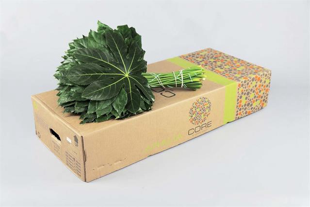 <h4>Leaf aralia Core</h4>