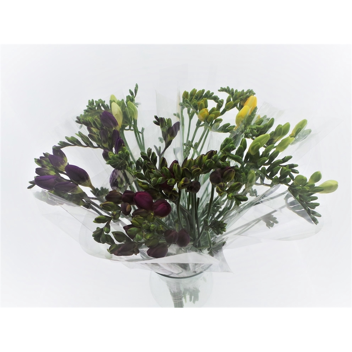 <h4>Bouquet Mono Freesia x10 mix 50cm</h4>