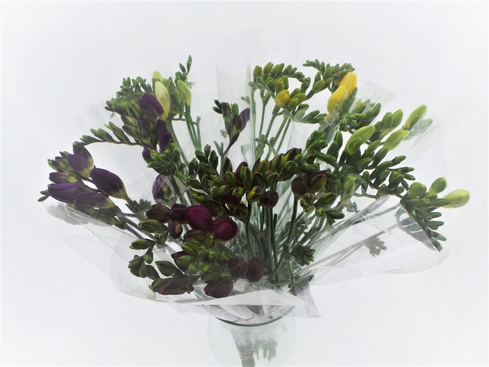 Bouquet Mono Freesia x10 + blad mix 50cm