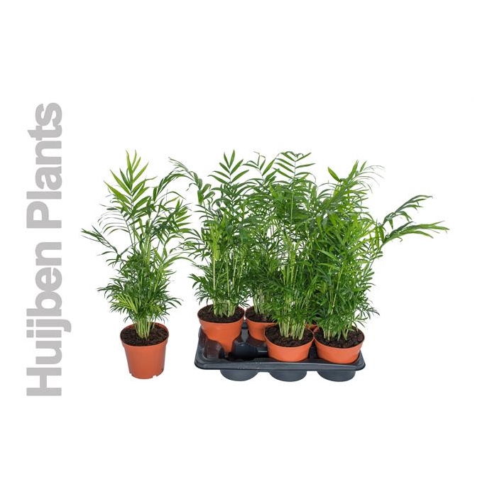 <h4>Chamaedorea elegans 17Ø 65cm</h4>