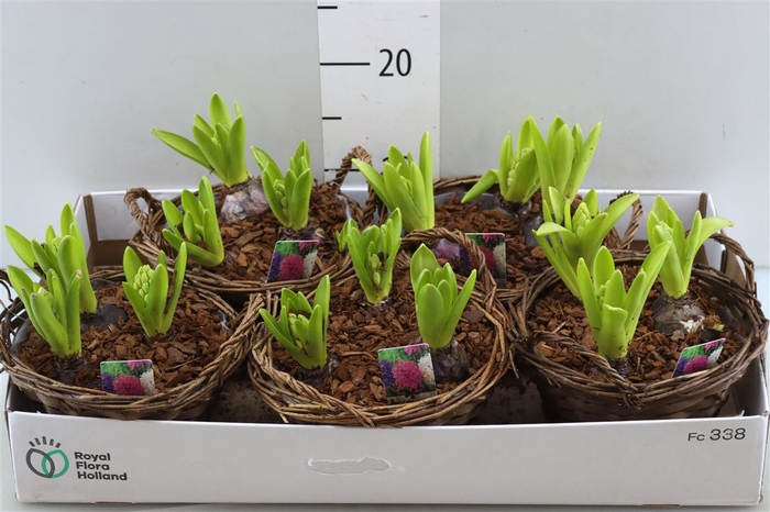 <h4>Arr Hyacinth</h4>