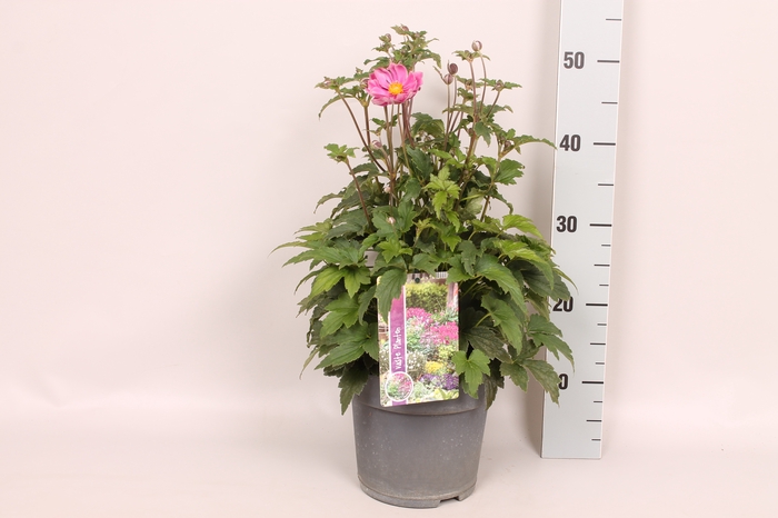vaste planten 19 cm  Anemone Serenade