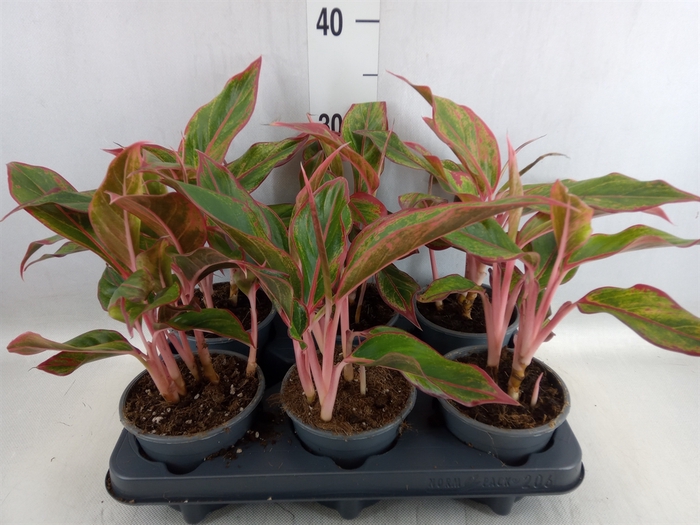 <h4>Aglaonema  'Crete'</h4>