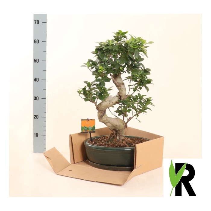<h4>Ficus mi Ginseng 35Ø 70cm 1pp</h4>